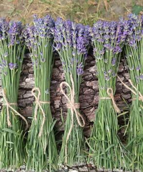 Лаванда Свіжа Квіти, купити Київ Україна. Інтернет магазин Me Love Lavander. Замовити з доставкою свіжу та суху лаванду для декору, арома та спа процедур. Вінки, арома мішечки, квіти лаванди для декору